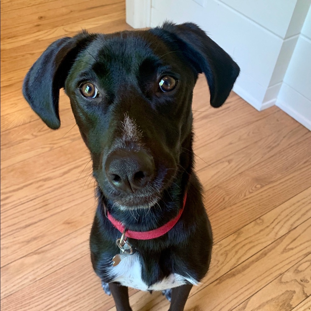 Meet your Posher, Elizabeth